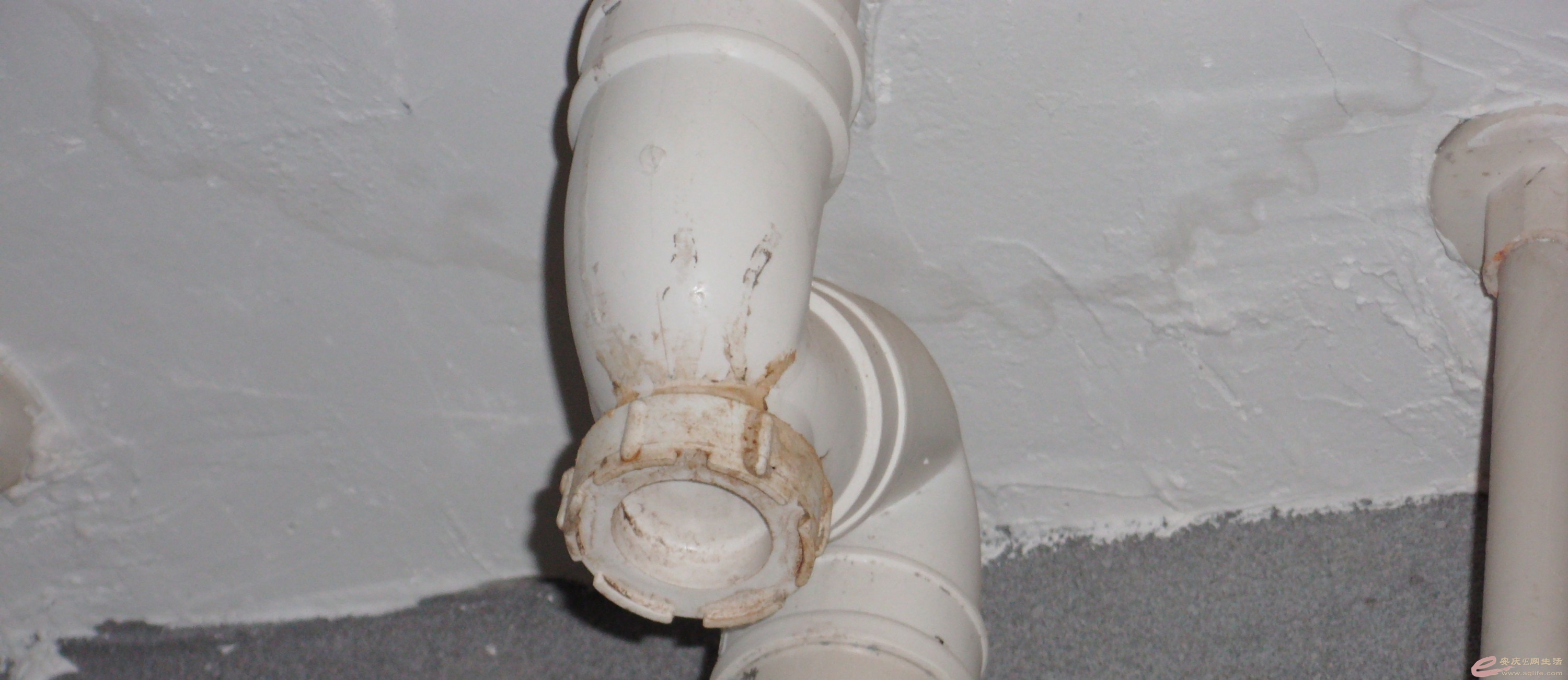 DSCI0270_conew2.jpg