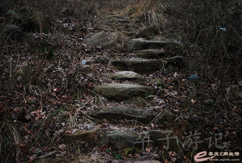 DSC_2453.jpg