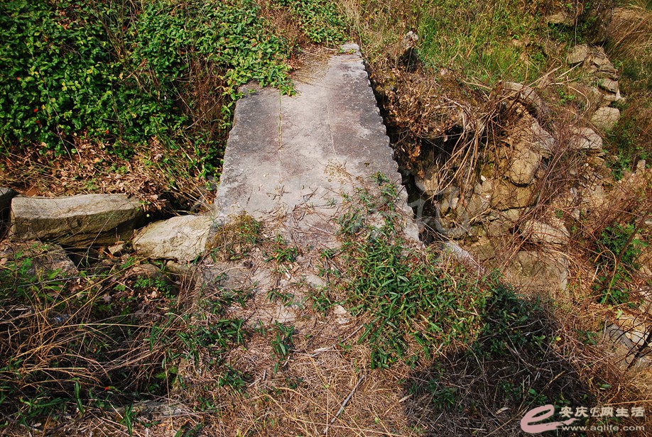 DSC_8278.jpg