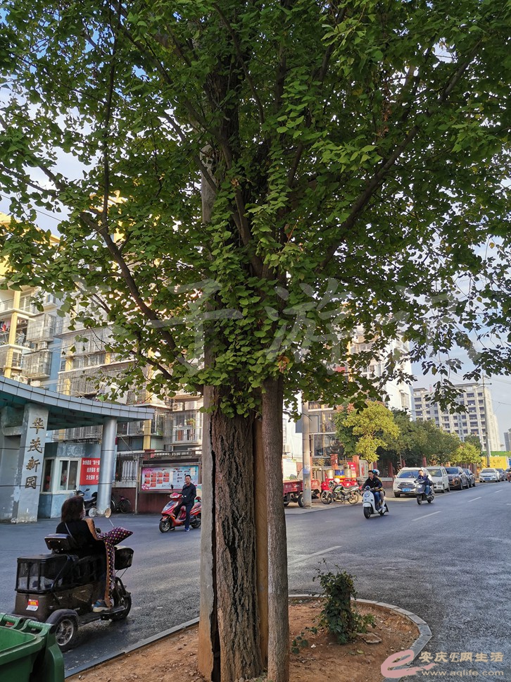 IMG_20191102_080854.jpg