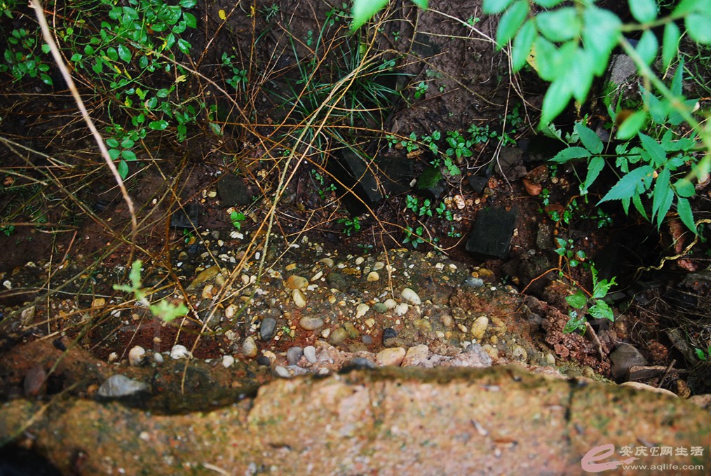 DSC_4705.jpg