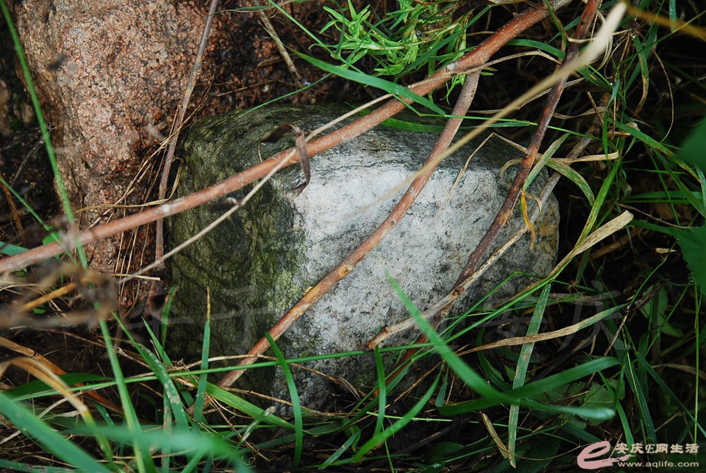DSC_4724.jpg