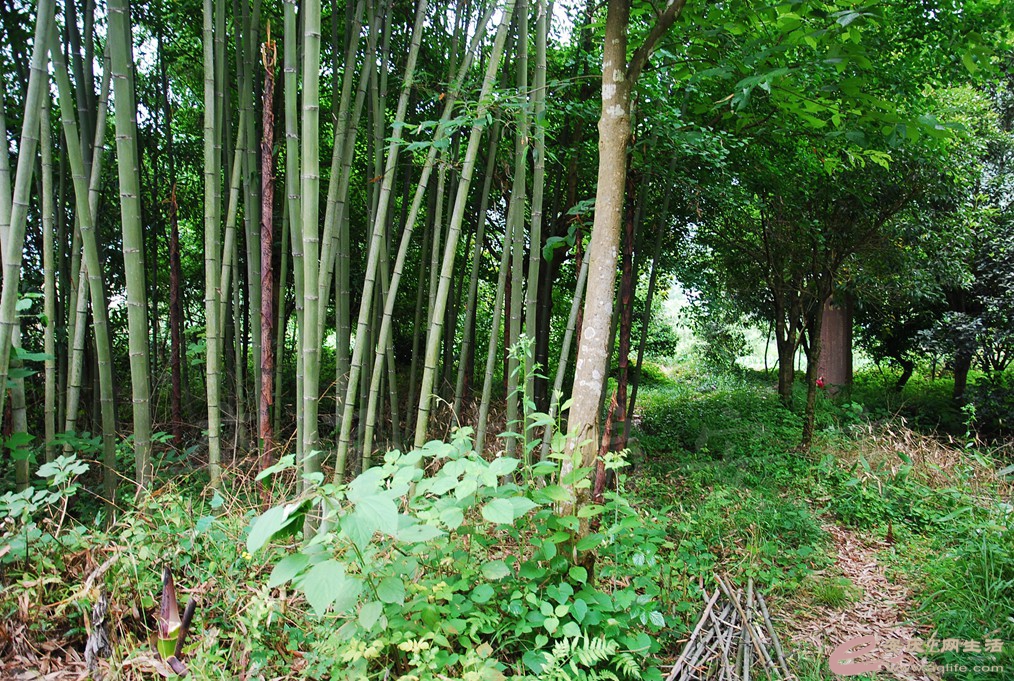 DSC_6590.jpg
