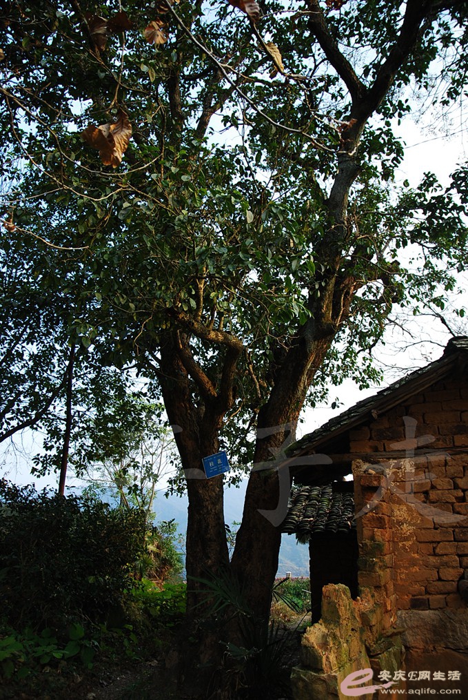 DSC_0778.jpg