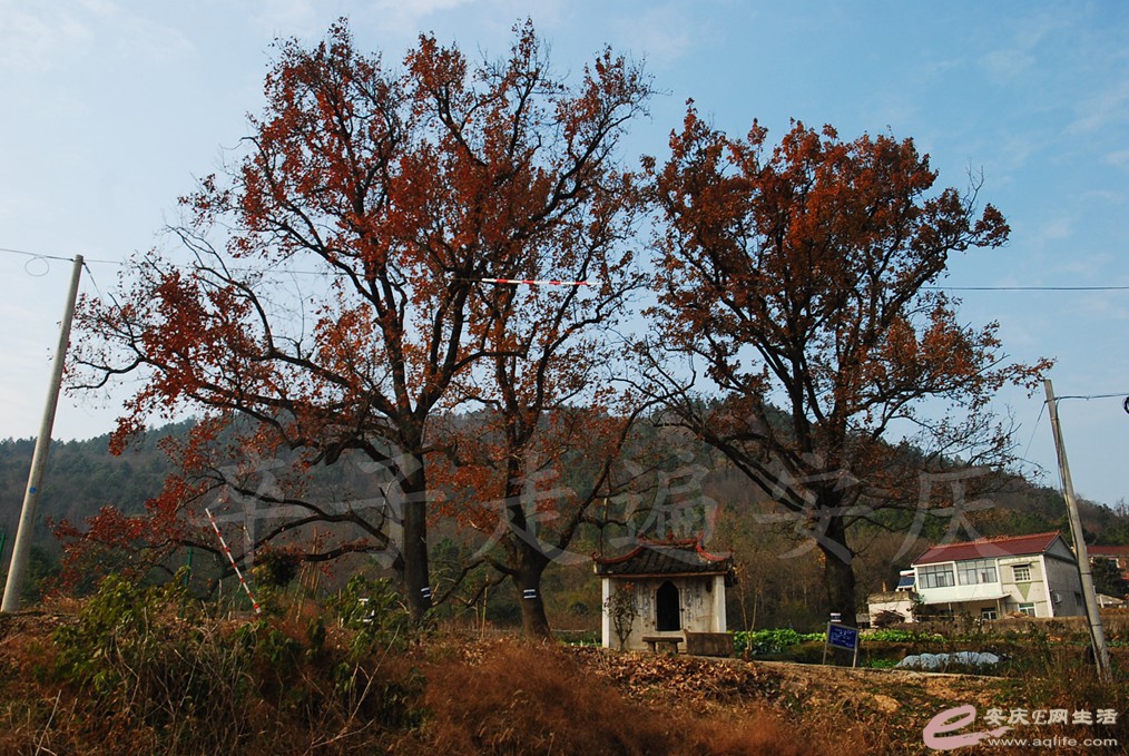 DSC_6915.jpg