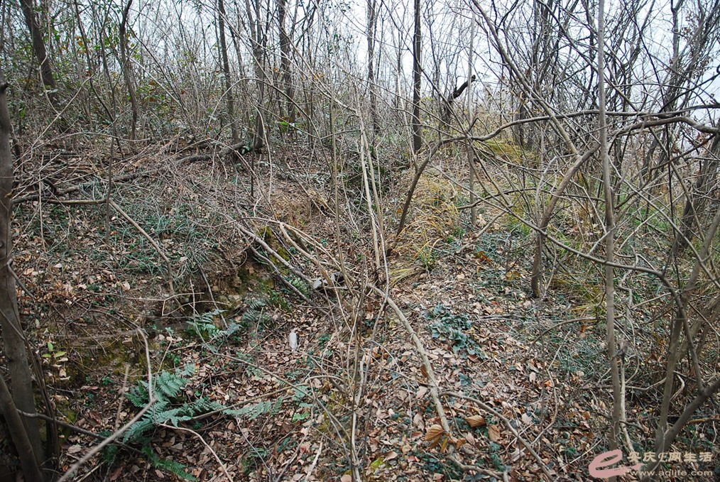 DSC_7083.jpg