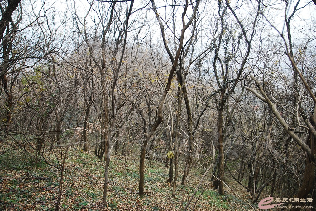 DSC_7108.jpg