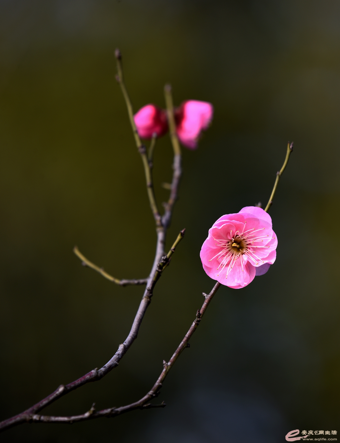 DSC_8177_.jpg