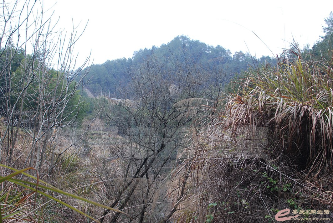 DSC_9601.jpg