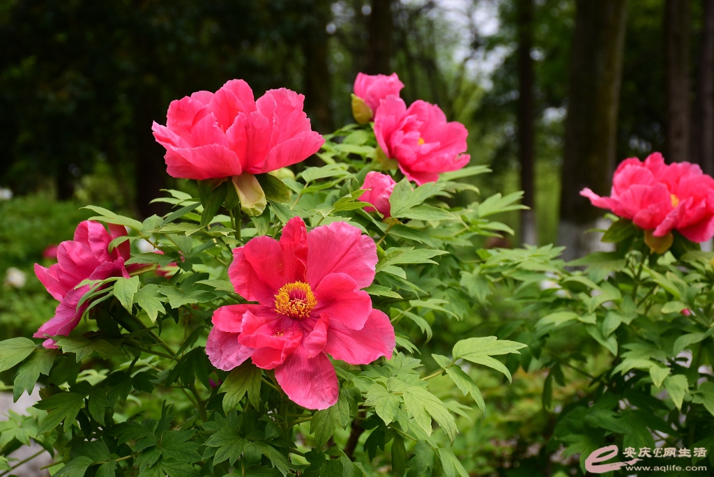 DSC_0121.JPG