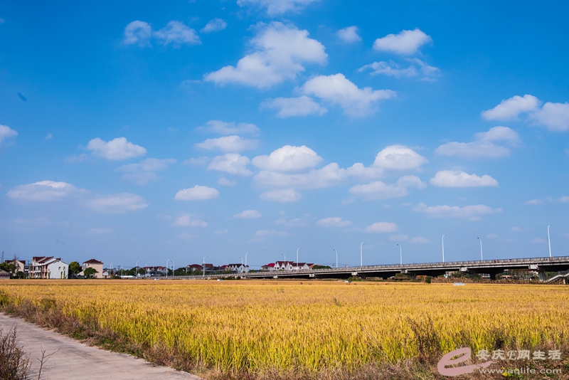 D81_4680_.jpg