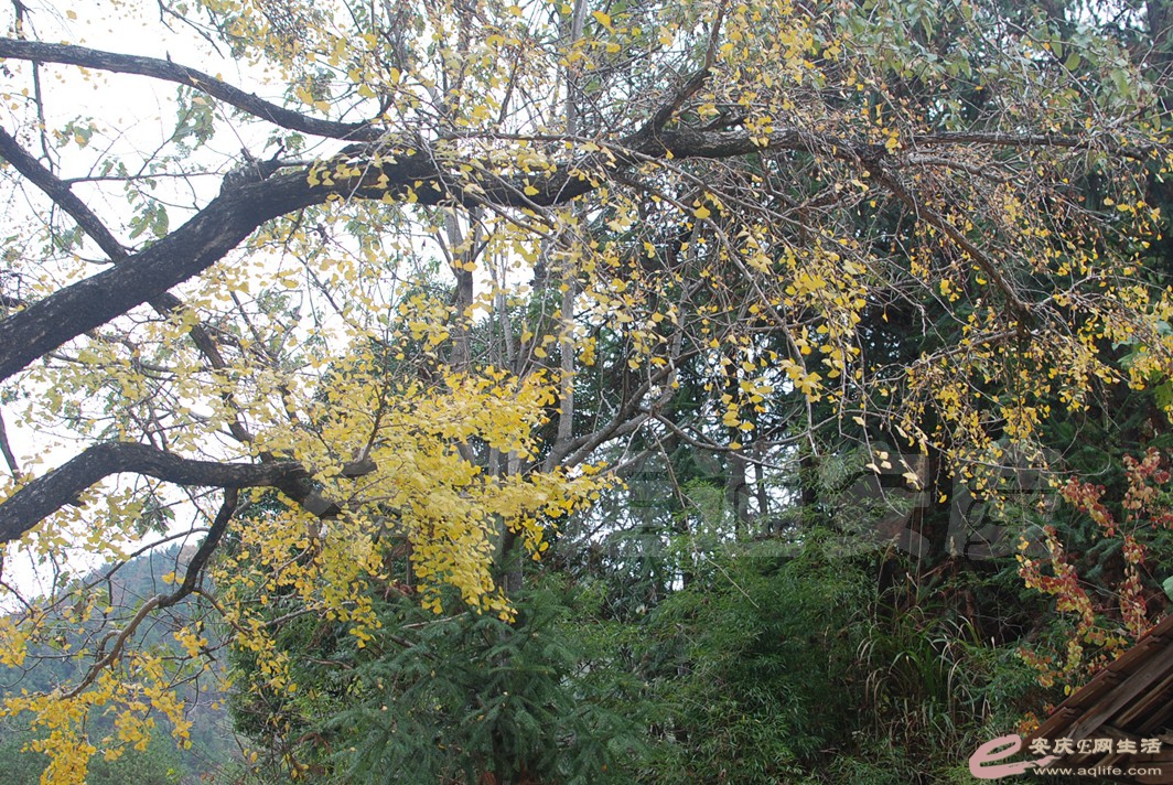 DSC_0703.jpg