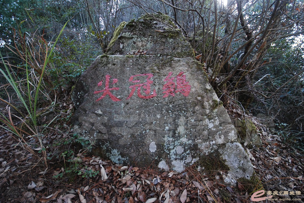 DSC_0946.jpg