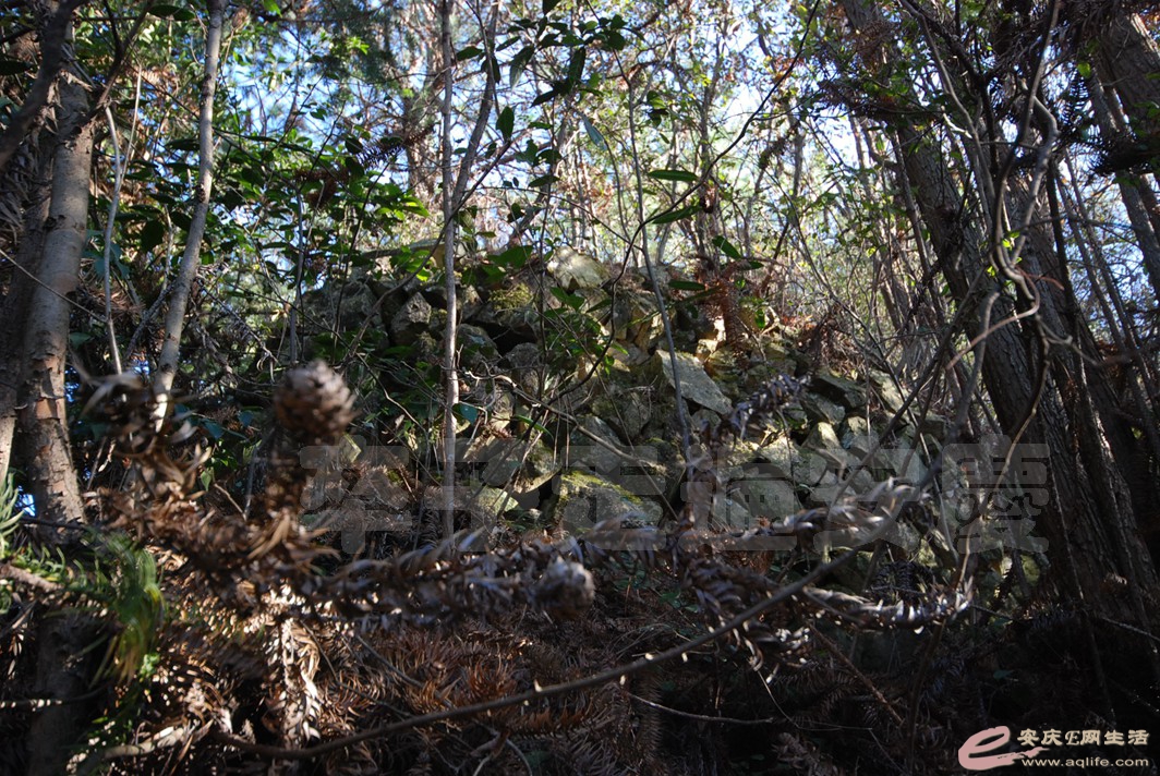 DSC_0991.jpg