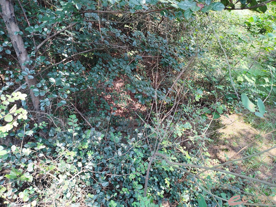 IMG_20230817_102838.jpg