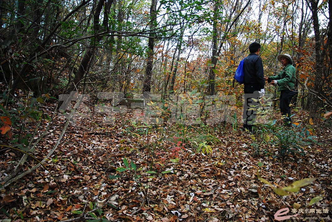 DSC_0733.jpg